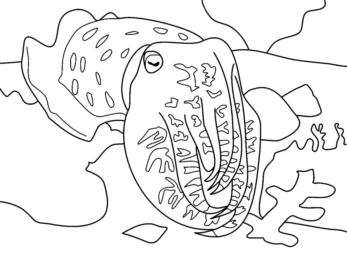 A Cuttlefish Coloring Page - Free Printable Coloring Pages for Kids