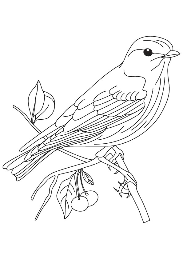 Sparrow Sitting On Bough Coloring Page - Free Printable Coloring Pages