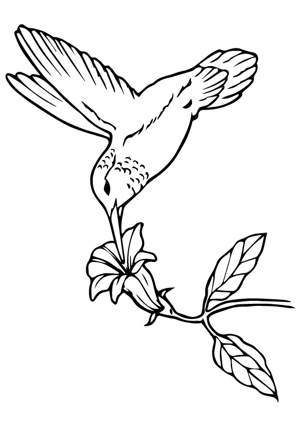 A Hummingbird Sipping Nectar Coloring Page - Free Printable Coloring