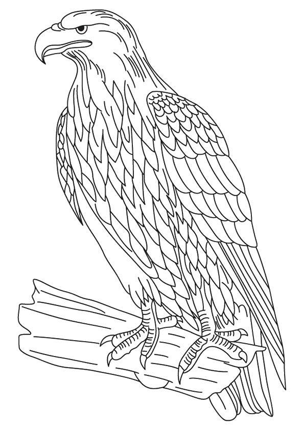 Eagle Colouring Pages - Belajar Dari Buaian Sampai Liang Lahat