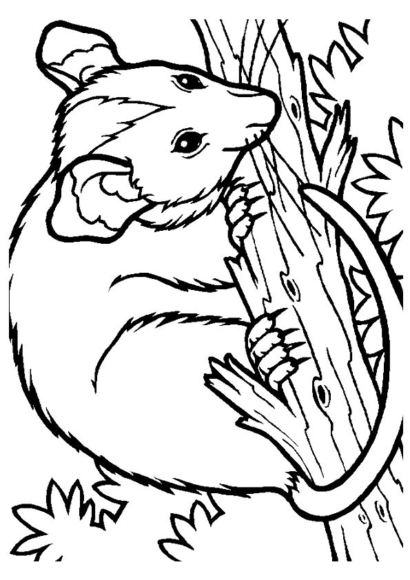 A Possum Coloring Page - Free Printable Coloring Pages for Kids