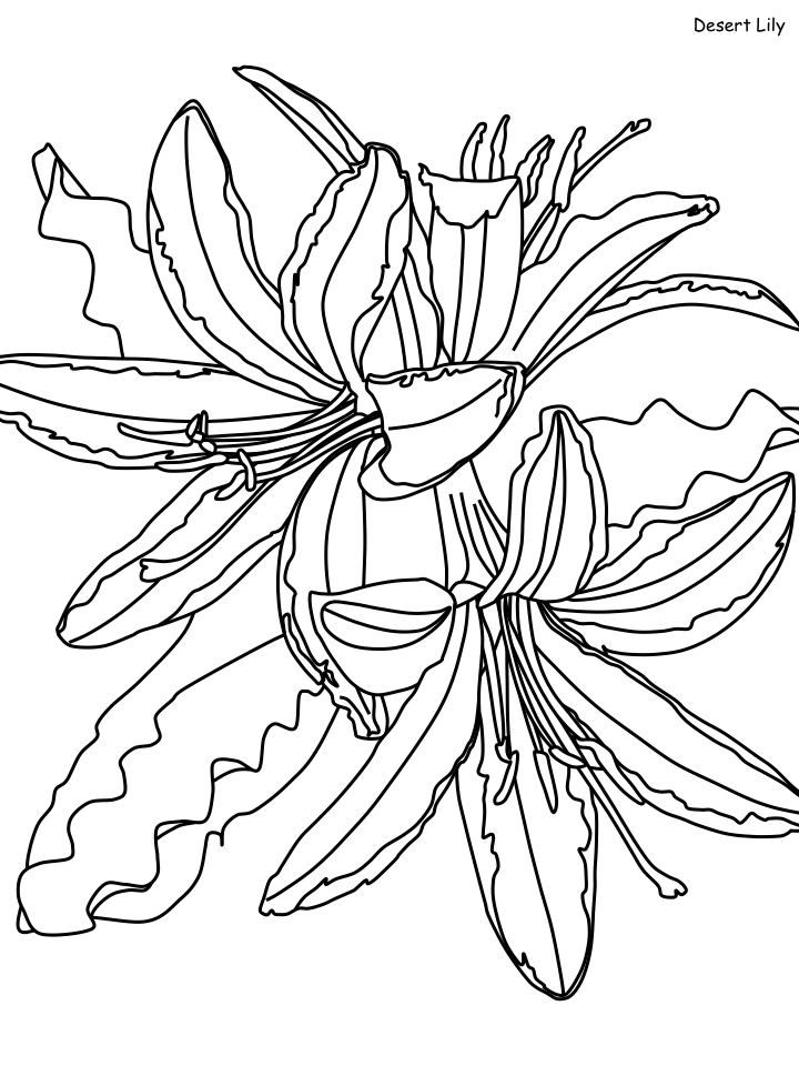 Beautiful Desert Lily Coloring Page - Free Printable Coloring Pages for