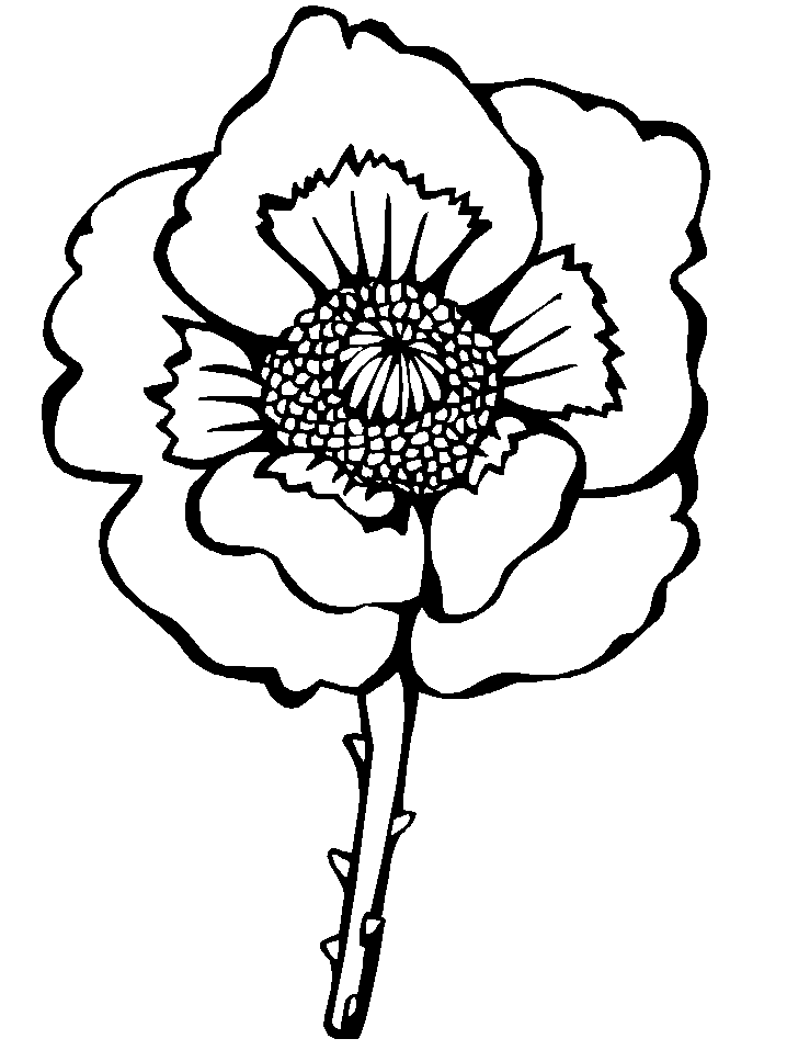 Red Poppy Blossom Coloring Page - Free Printable Coloring ...