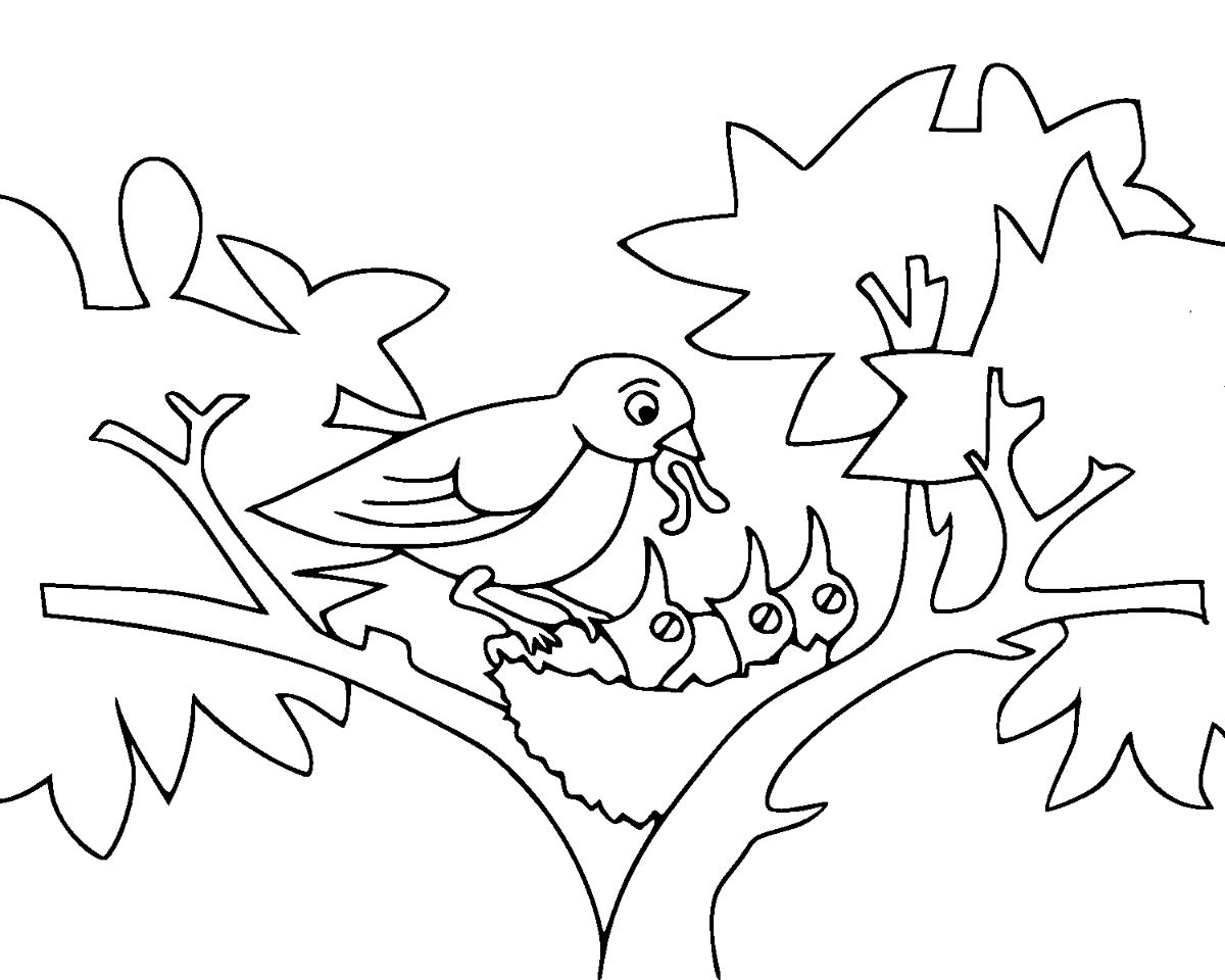 Download Baby Birds Coloring Page - Free Printable Coloring Pages for Kids