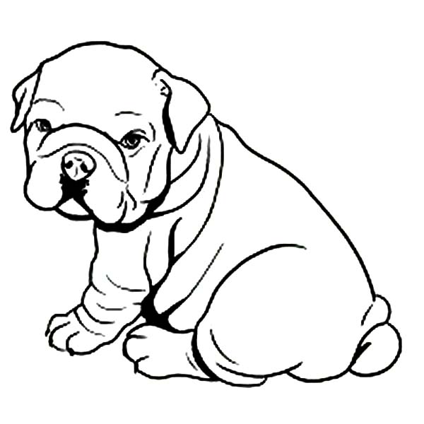 Fat Bulldog Puppy Coloring Page - Free Printable Coloring Pages for Kids