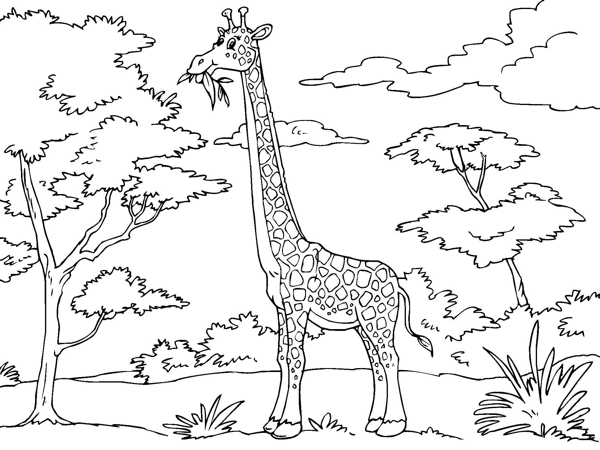 Giraffe Eating Coloring Page - Free Printable Coloring Pages for Kids