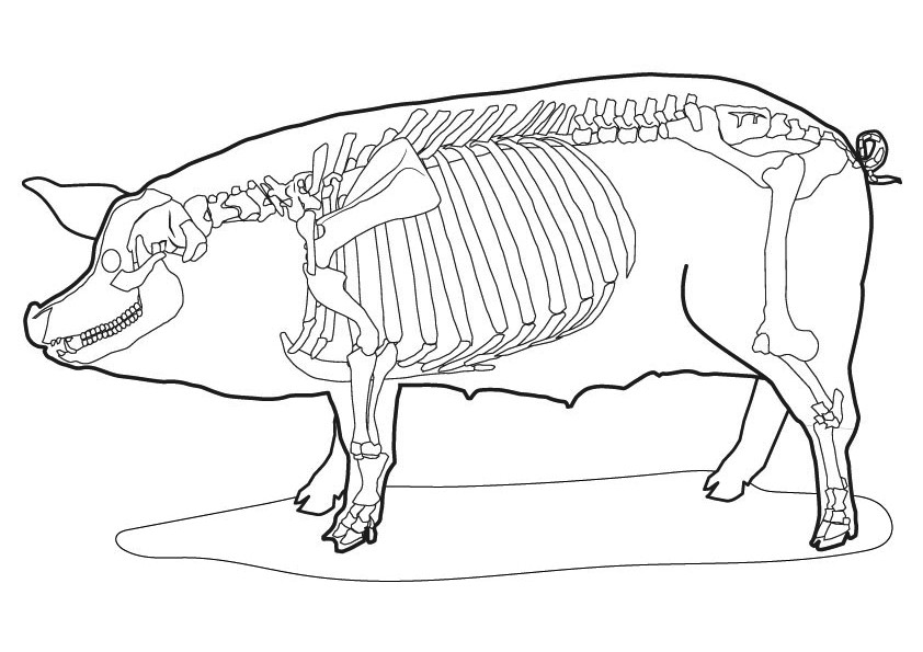Pig Skeleton Coloring Page - Free Printable Coloring Pages for Kids