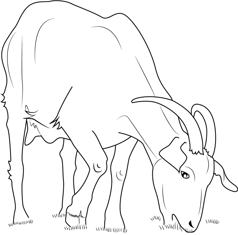 Domestic Goat Eating Coloring Page - Free Printable Coloring Pages for Kids