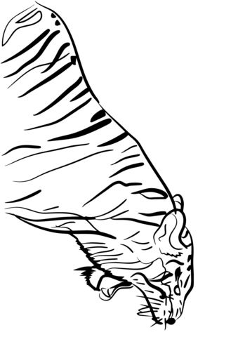 tiger roaring coloring page  free printable coloring