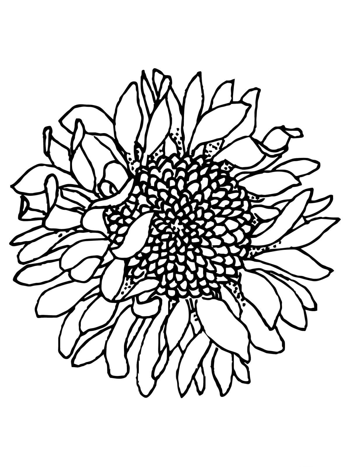 Sunflowers Withered Coloring Page - Free Printable Coloring Pages for Kids