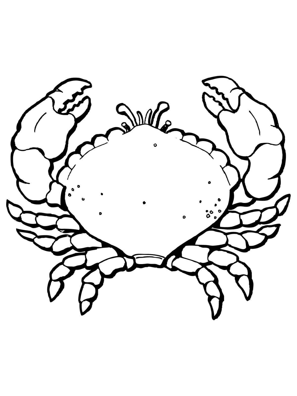 Sea Crab Coloring Page - Free Printable Coloring Pages for Kids