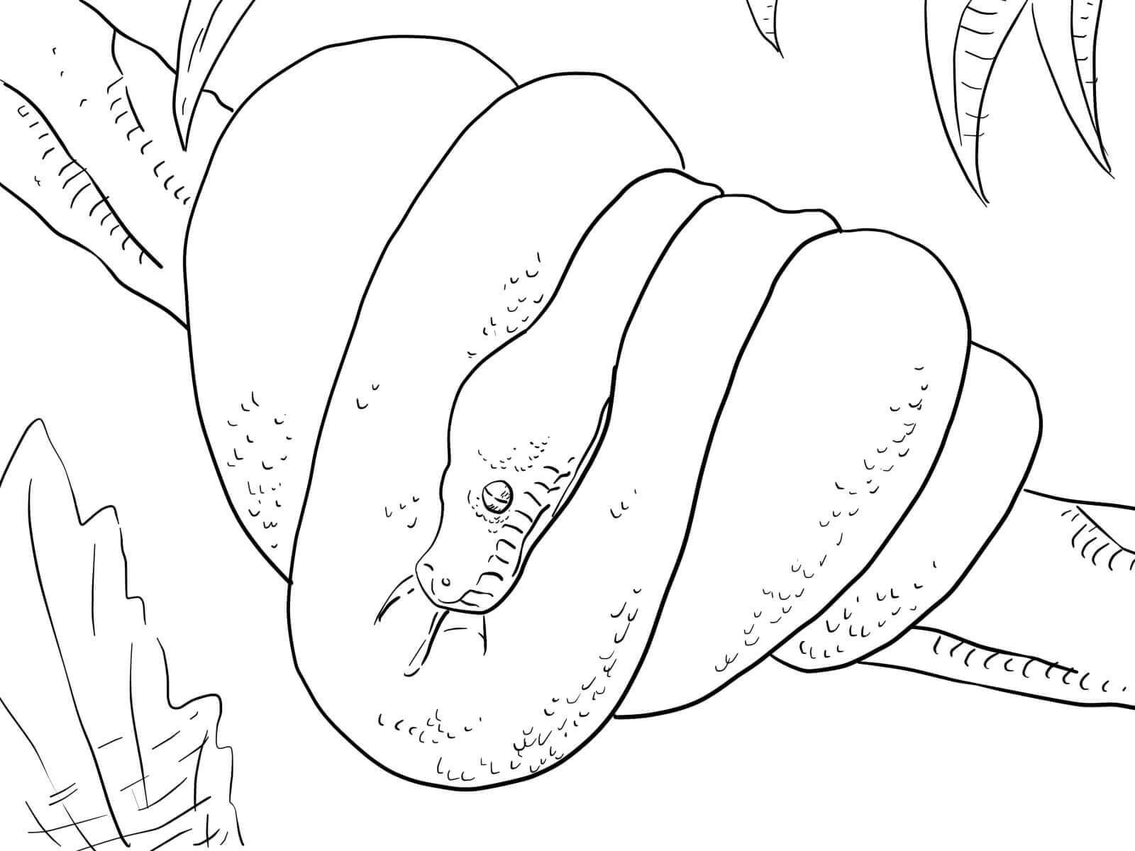 Big Python On The Tree Coloring Page - Free Printable Coloring Pages