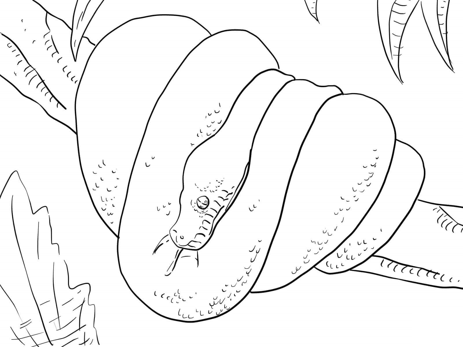 Big Python On The Tree Coloring Page Free Printable Coloring Pages For Kids Big Python On The Tree Coloring Page Free Printable Coloring Pages For Kids