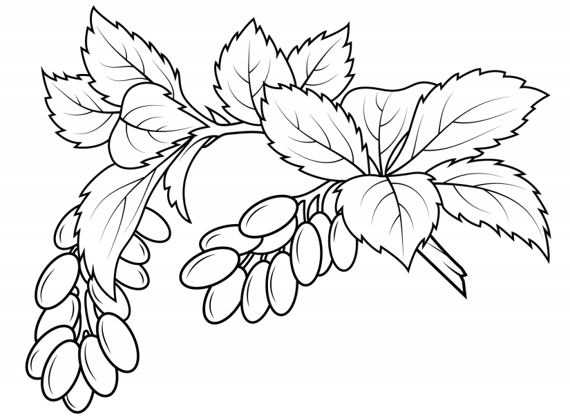 Berry Branch Coloring Page - Free Printable Coloring Pages for Kids