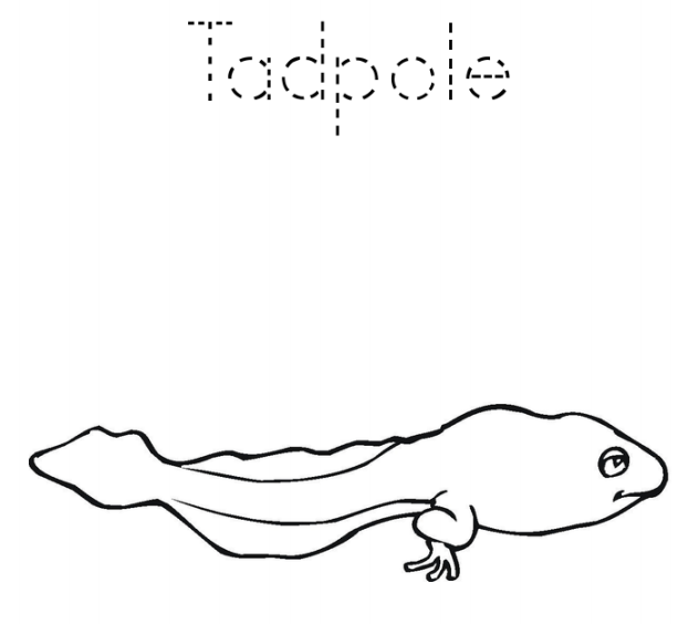 A Tadpole Coloring Page - Free Printable Coloring Pages for Kids