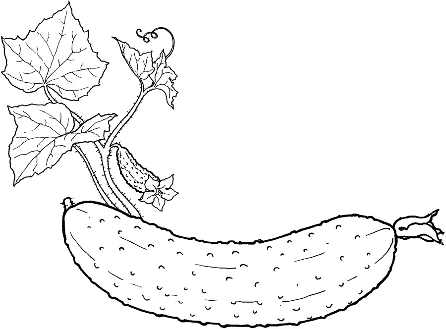 A Cucumber Coloring Page - Free Printable Coloring Pages for Kids
