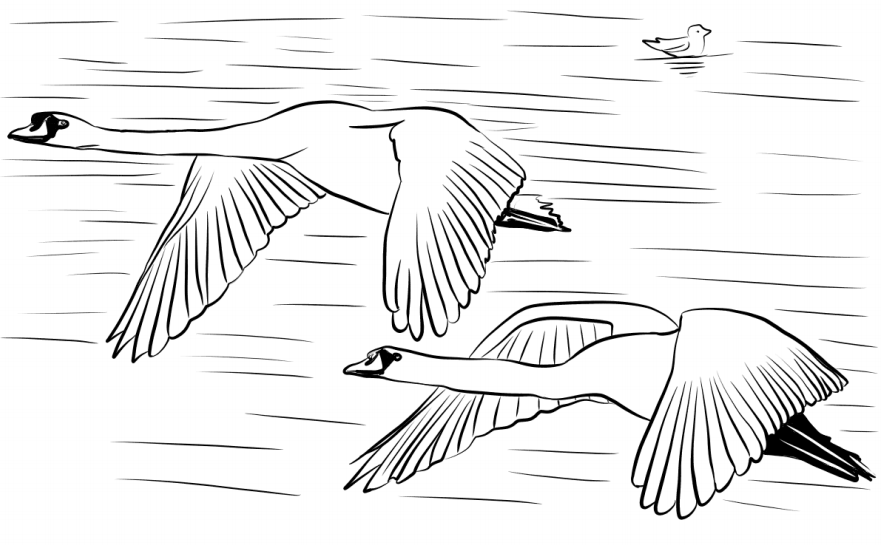 Swans Flying Coloring Page - Free Printable Coloring Pages for Kids