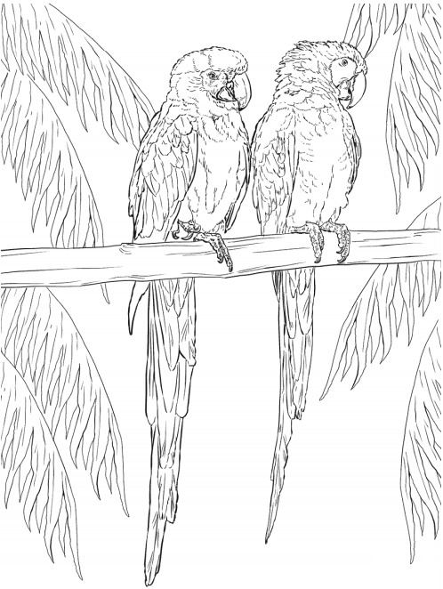 Two Macaw Parrots Coloring Page - Free Printable Coloring Pages for Kids