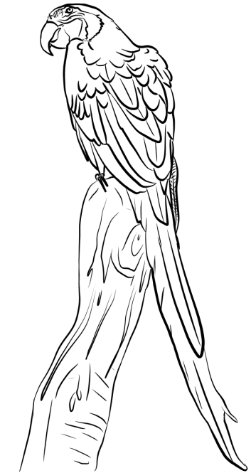 Macaw On Branch Coloring Page Free Printable Coloring Pages For Kids