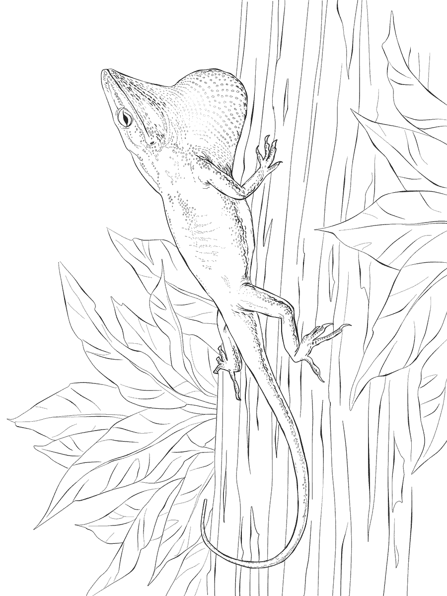 A Green Anole Coloring Page - Free Printable Coloring Pages for Kids