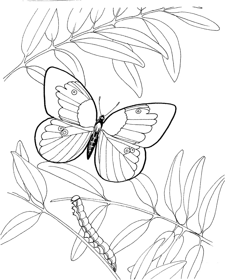 Caterpillar and Butterfly Coloring Page - Free Printable Coloring Pages