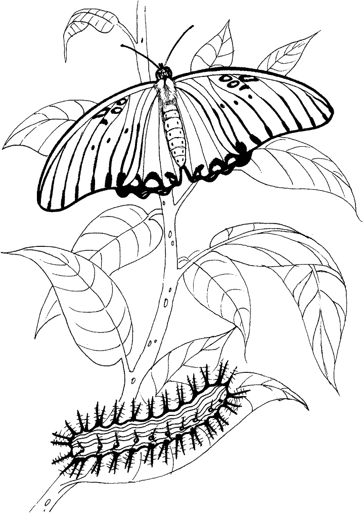 Buttefly and Caterpillar Coloring Page - Free Printable Coloring Pages
