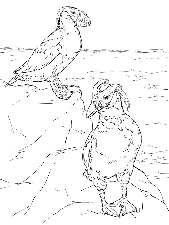 Two Tufted Puffins Coloring Page - Free Printable Coloring Pages for Kids
